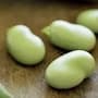 Fava Protein